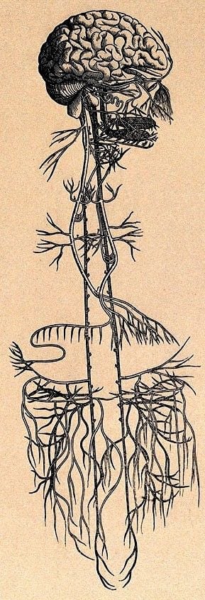 The Vagus Nerve Travels Througout the Body