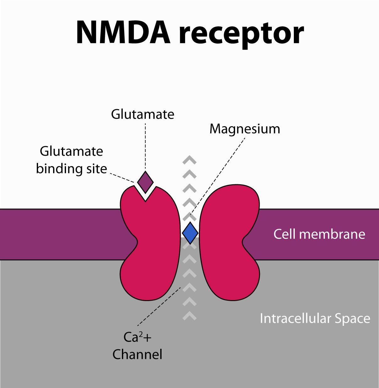 NMDA-Rezeptor und wie Magnesium die Gehirnleistung steigern kann
