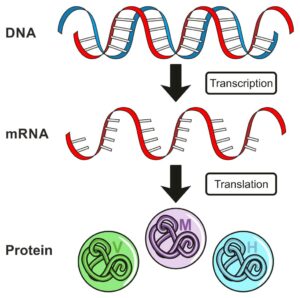 gene expression