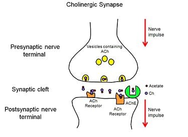 Cholinergic Synapse