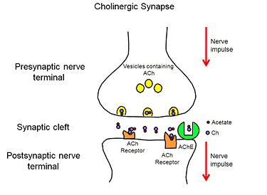 Cholinerge Synapse