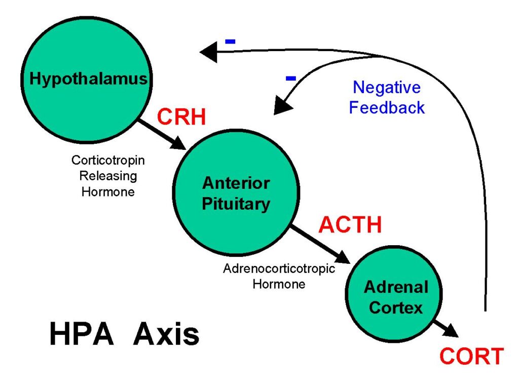 HPA-Achse