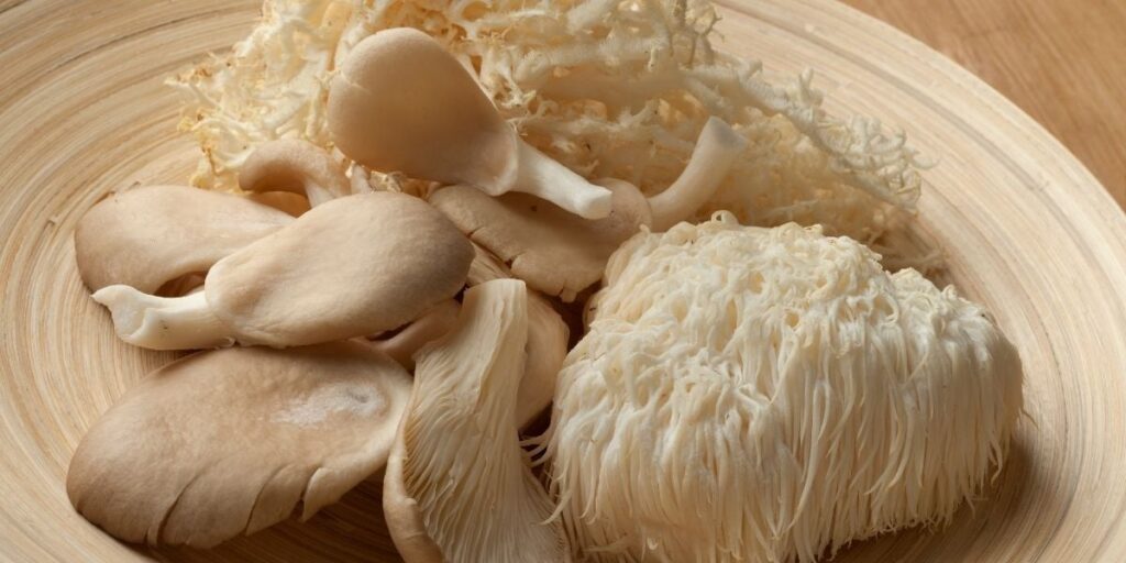 image vedette de l'article fondamental sur les champignons crinière de lion