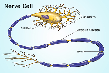 Cellule nerveuse