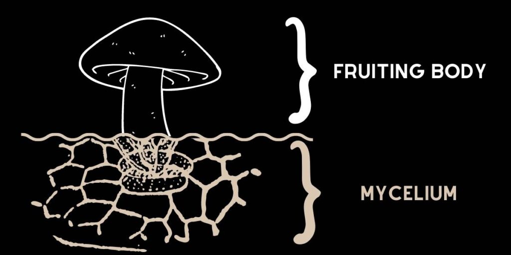 Structure champignon montrant le corps fructifère et le mycélium