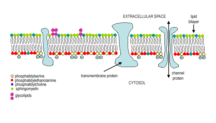 fosfatidylserine membraan