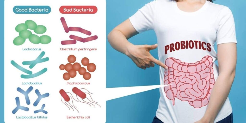 ¿Qué son los probióticos?