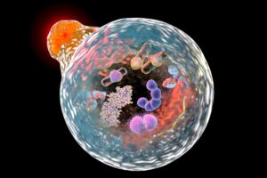 autophagosome fusionnant avec le lysosome