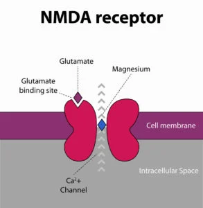 NMDA-Rezeptor