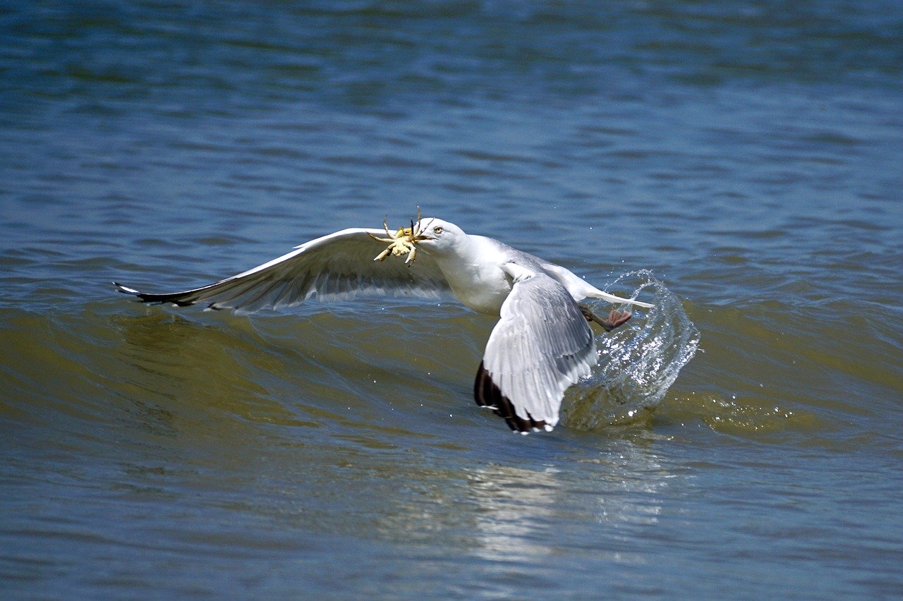 Un pájaro caza un cangrejo