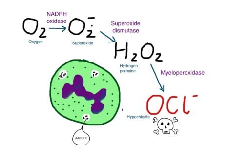Hydrogen Peroxide is used by the immune system to kill invaders but can cause collateral damage to body tissue
