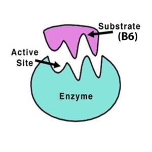 Vitamin B6 is a co-factor in enzyme reaction 