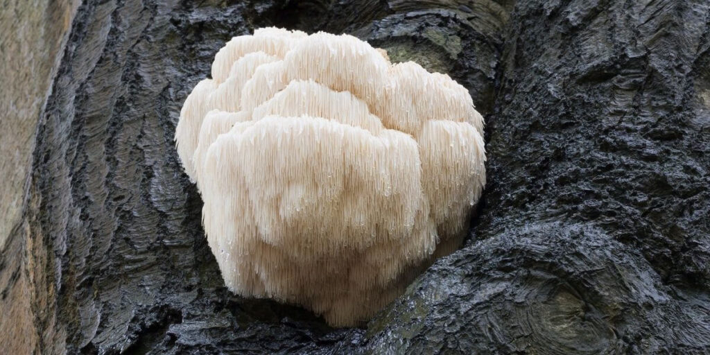 Corps fructifère d'hydne hérisson sauvage