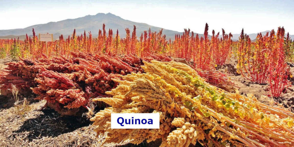 Dieses Quinoa Feld enthält viel Magnesium