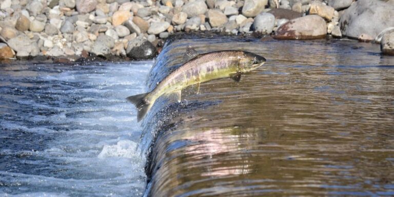 fish