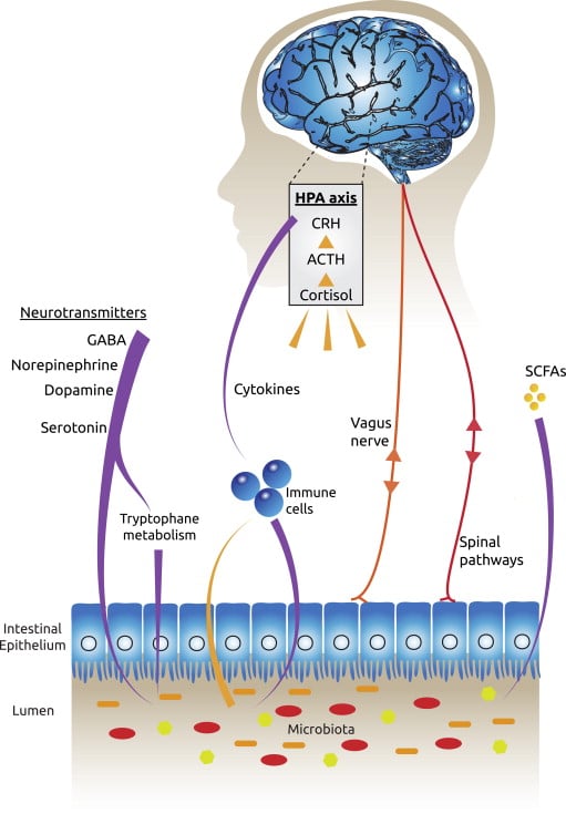 probiotica tegen depressie illustratie