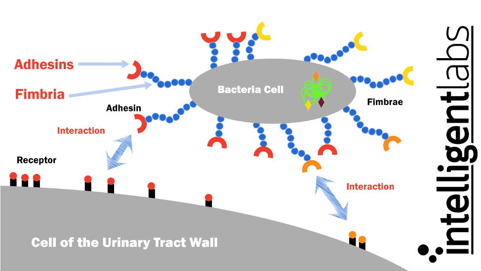 cómo el E. coli causa ITU