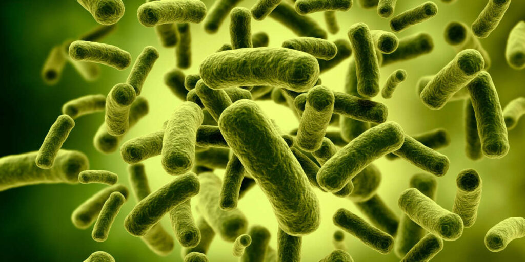 Lactobacillus Bakterien