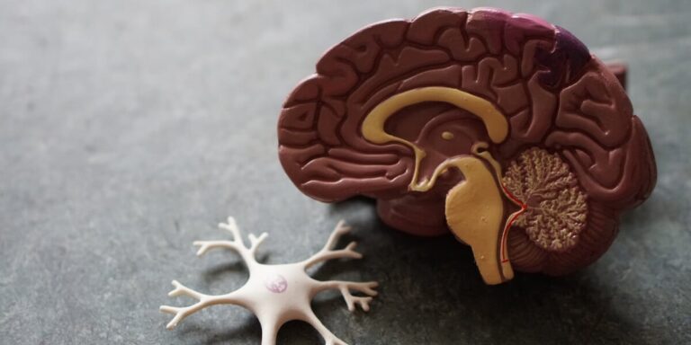 Psychobiotica: verbinding tussen je darmen en je hersenen