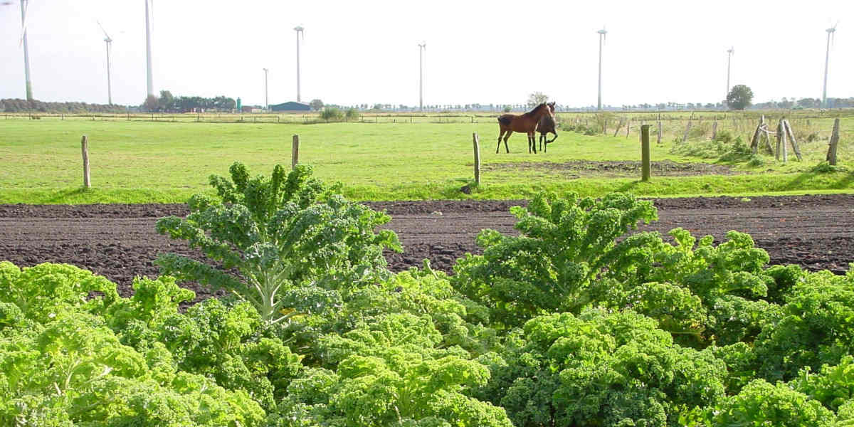 Los agricultores de la col rizada proporcionan folato natural a la gente
