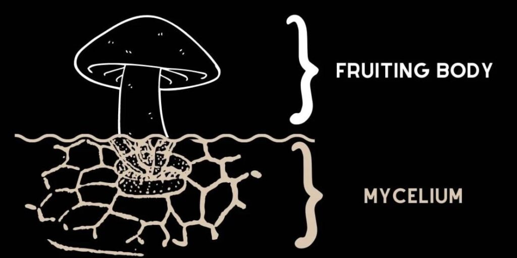 Pilzstruktur mit Fruchtkörper und Myzel