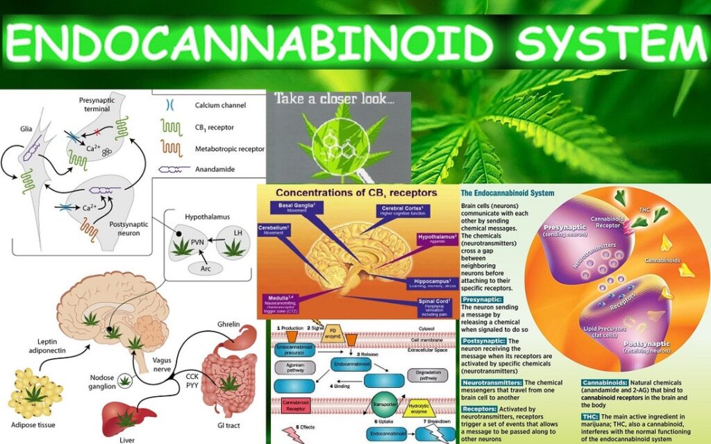 Endocannabinoid System