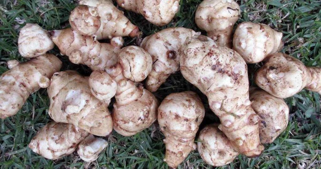 Tuberi di topinambur