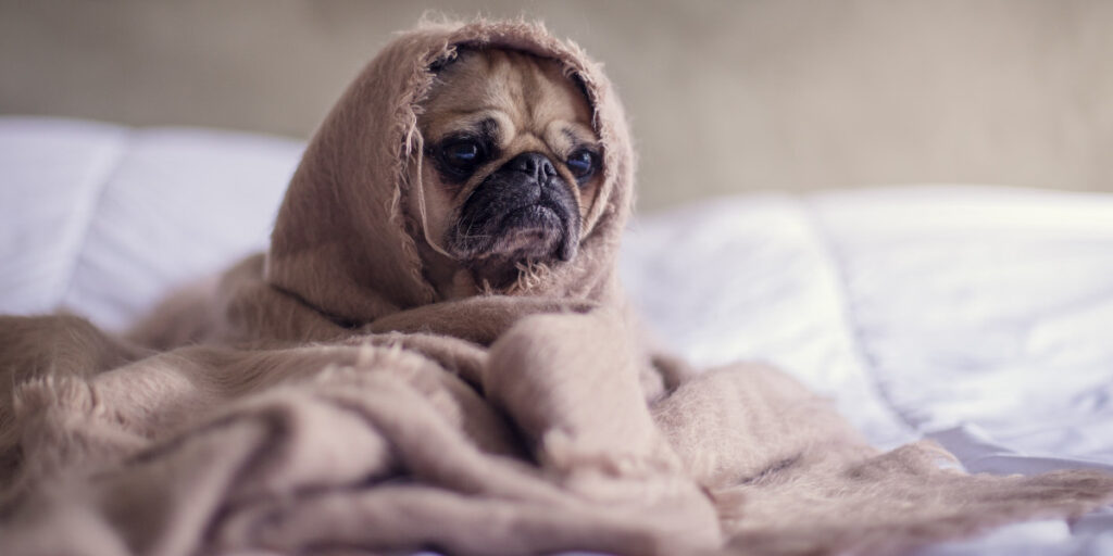 Schlafender Welpe im Bett -