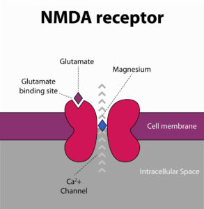 NMDA-receptor