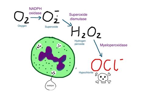 Hydrogen Peroxide is used by the immune system to kill invaders but can cause collateral damage to body tissue