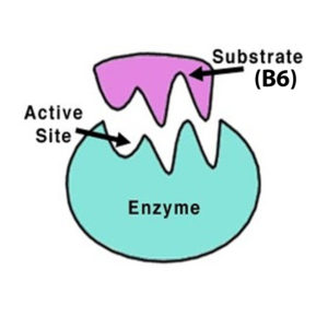 Vitamin B6 is a co-factor in enzyme reaction