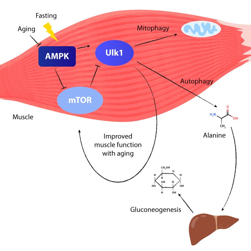 autofagija ir mitofagija